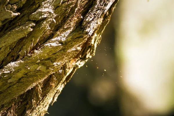 Ağaçkakan. Doğa arka planı. Kuş: Orta Benekli Ağaçkakan 