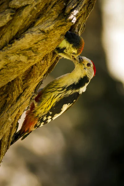Ağaçkakan. Doğa arka planı. Kuş: Orta Benekli Ağaçkakan 
