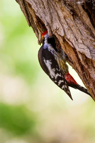 Ağaçkakan. Doğa arka planı. Kuş: Orta Benekli Ağaçkakan 