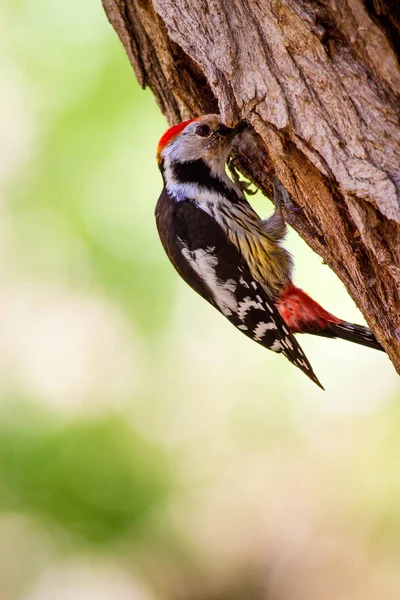 Specht Natuur Achtergrond Vogel Middelste Bonte Specht — Stockfoto