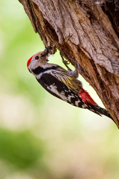 Ağaçkakan. Doğa arka planı. Kuş: Orta Benekli Ağaçkakan 