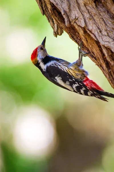 Ağaçkakan. Doğa arka planı. Kuş: Orta Benekli Ağaçkakan 