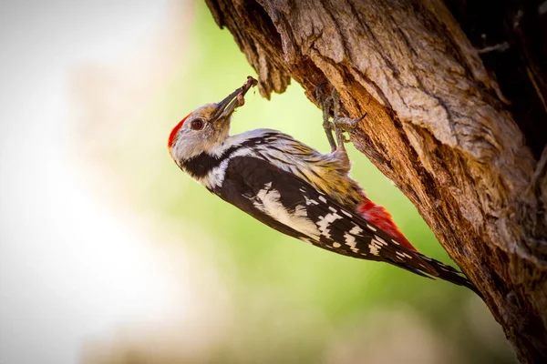 Specht Natuur Achtergrond Vogel Middelste Bonte Specht — Stockfoto