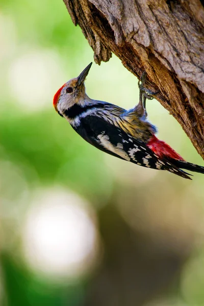 Ağaçkakan. Doğa arka planı. Kuş: Orta Benekli Ağaçkakan 