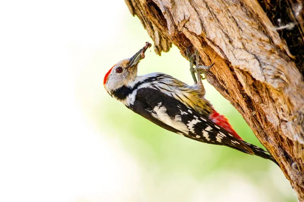 Ağaçkakan. Doğa arka planı. Kuş: Orta Benekli Ağaçkakan 