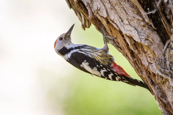 Ağaçkakan. Doğa arka planı. Kuş: Orta Benekli Ağaçkakan 