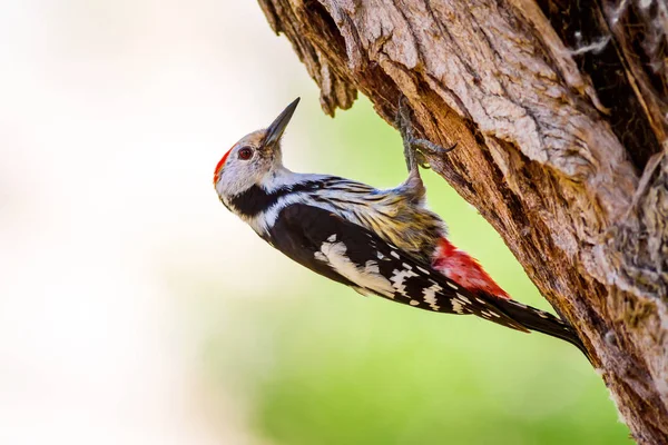 Ağaçkakan. Doğa arka planı. Kuş: Orta Benekli Ağaçkakan 