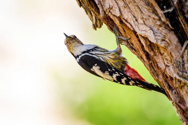Ağaçkakan. Doğa arka planı. Kuş: Orta Benekli Ağaçkakan 