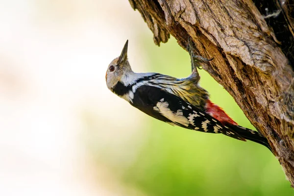 Ağaçkakan. Doğa arka planı. Kuş: Orta Benekli Ağaçkakan 