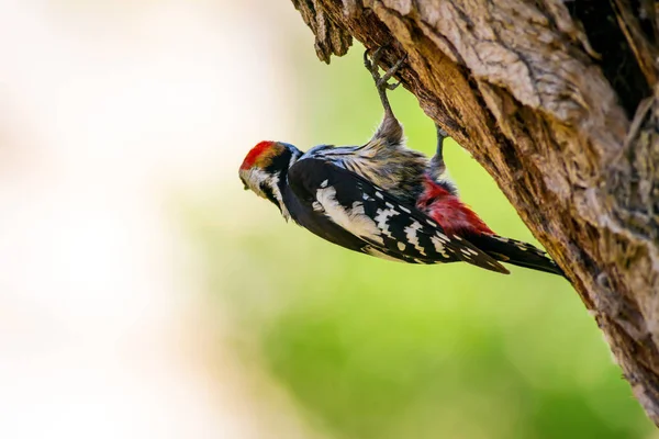Ağaçkakan. Doğa arka planı. Kuş: Orta Benekli Ağaçkakan 