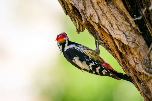 Ağaçkakan Doğa Arka Planı Kuş Orta Benekli Ağaçkakan — Stok fotoğraf