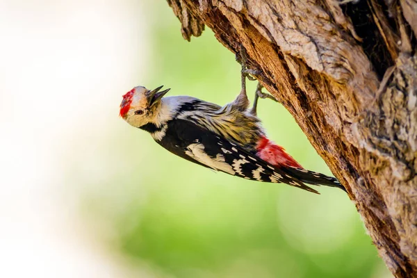 Ağaçkakan. Doğa arka planı. Kuş: Orta Benekli Ağaçkakan 