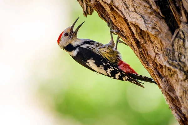 Ağaçkakan. Doğa arka planı. Kuş: Orta Benekli Ağaçkakan 