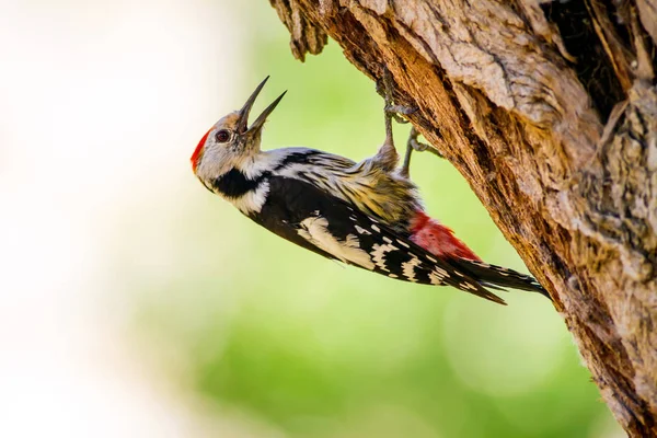 Ağaçkakan. Doğa arka planı. Kuş: Orta Benekli Ağaçkakan 