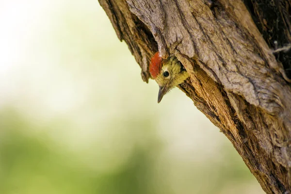 Specht Natur Hintergrund Vogel Mittelspecht — Stockfoto