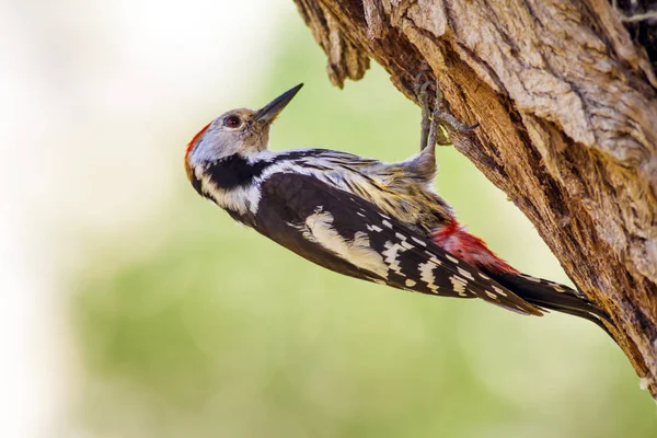 Ağaçkakan. Doğa arka planı. Kuş: Orta Benekli Ağaçkakan 