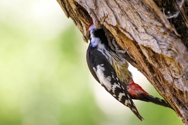 Ağaçkakan. Doğa arka planı. Kuş: Orta Benekli Ağaçkakan 