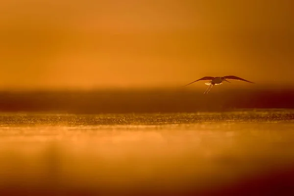 Sunset nature and bird. Sunset nature background. Common water bird: Black winged Stilt. Himantopus himantopus.
