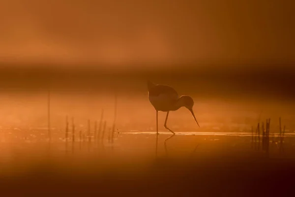 Zachód Słońca Natura Ptak Zachód Słońca Natura Tło Wspólny Ptak — Zdjęcie stockowe