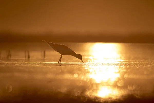 Sonnenuntergang Natur Und Vogel Sonnenuntergang Natur Hintergrund Gewöhnlicher Wasservogel Schwarze — Stockfoto