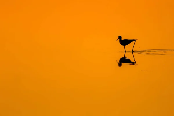 Günbatımı Doğa Kuş Günbatımı Doğa Arka Plan Ortak Kuşu Siyah — Stok fotoğraf