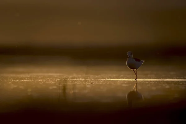 Zachód Słońca Natura Ptak Zachód Słońca Natura Tło Wspólny Ptak — Zdjęcie stockowe