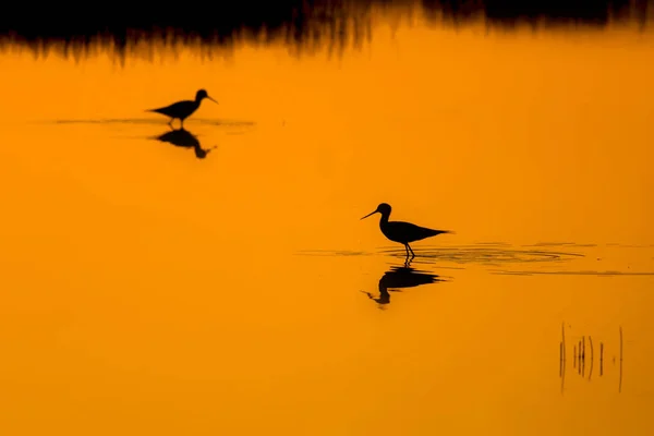 Sonnenuntergang Natur Und Vogel Sonnenuntergang Natur Hintergrund Gewöhnlicher Wasservogel Schwarze — Stockfoto