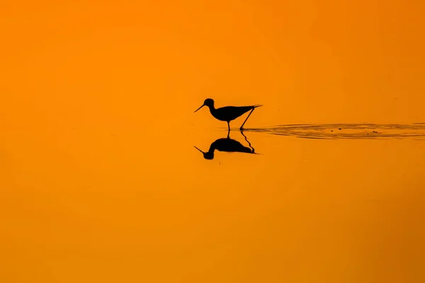 Sunset nature and bird. Sunset nature background. Common water bird: Black winged Stilt. Himantopus himantopus.