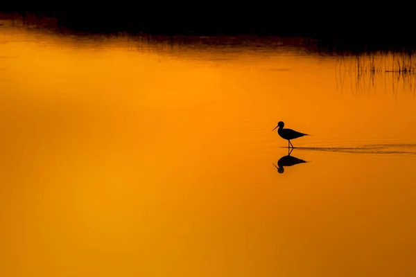 Sunset nature and bird. Sunset nature background. Common water bird: Black winged Stilt. Himantopus himantopus.