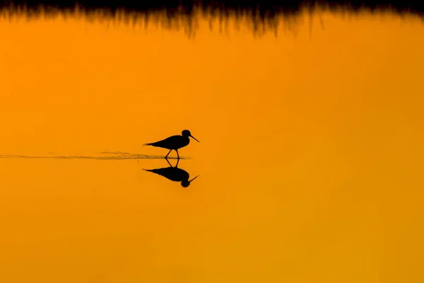 Naturaleza Atardecer Pájaro Fondo Naturaleza Atardecer Pájaro Acuático Común Stilt — Foto de Stock