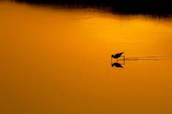 Sunset Nature Bird Sunset Nature Background Common Water Bird Black — Stock Photo, Image