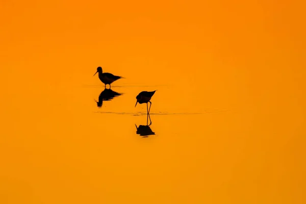 Pôr Sol Natureza Pássaro Pôr Sol Natureza Fundo Pássaro Aquático — Fotografia de Stock