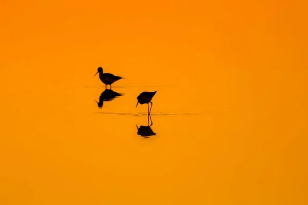 Sonnenuntergang Natur Und Vogel Sonnenuntergang Natur Hintergrund Gewöhnlicher Wasservogel Schwarze — Stockfoto