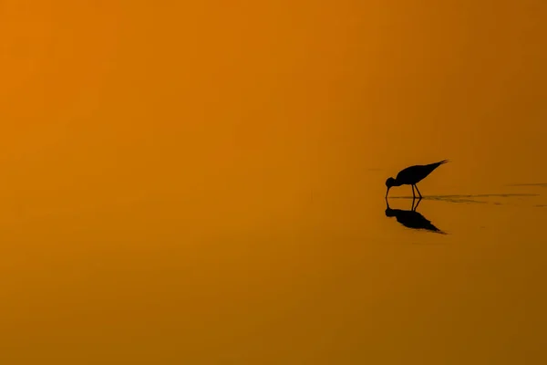 Zonsondergang Natuur Vogel Sunset Natuur Achtergrond Gemeenschappelijk Watervogel Zwart Gevleugelde — Stockfoto