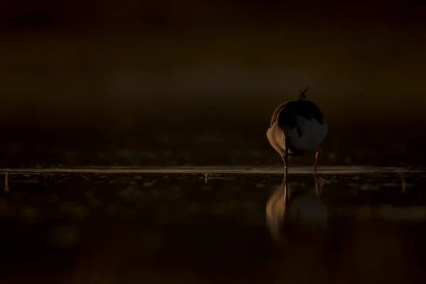 Zonsondergang Natuur Vogel Sunset Natuur Achtergrond Gemeenschappelijk Watervogel Zwart Gevleugelde — Stockfoto