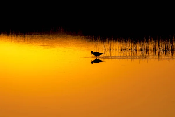 Φύση Και Πουλί Του Ηλιοβασιλέματος Φόντο Της Φύσης Του Ηλιοβασιλέματος — Φωτογραφία Αρχείου