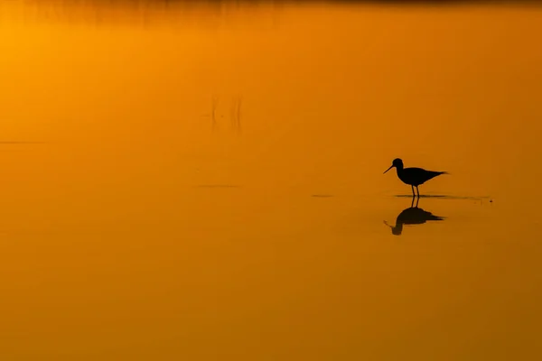 Sunset Nature Bird Sunset Nature Background Common Water Bird Black — Stock Photo, Image