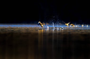 Kuşlar. Göl doğa habitat arka plan. 