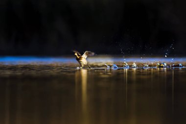 Gün batımı doğa ve kuş. Gün batımı doğa arka plan. 