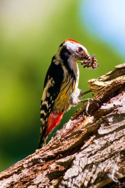 Sevimli Ağaçkakan. Orman doğa arka plan. Kuş: Orta Benekli Ağaçkakan 