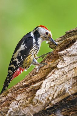 Sevimli Ağaçkakan. Orman doğa arka plan. Kuş: Orta Benekli Ağaçkakan 