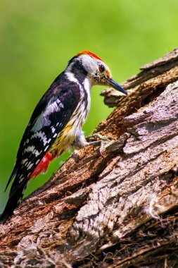 Sevimli Ağaçkakan. Orman doğa arka plan. Kuş: Orta Benekli Ağaçkakan 