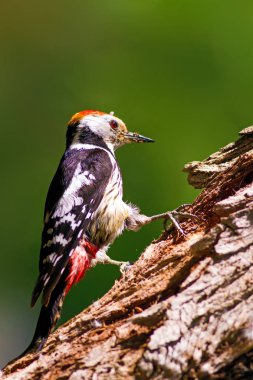Sevimli Ağaçkakan. Orman doğa arka plan. Kuş: Orta Benekli Ağaçkakan 
