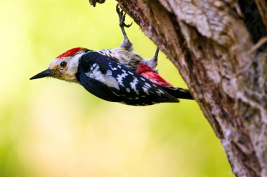 Ağaçtaki sevimli ağaçkakan. Orman doğa arka plan. Kuş: Orta Benekli Ağaçkakan 