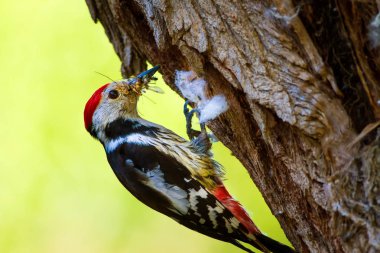 Ağaçtaki sevimli ağaçkakan. Orman doğa arka plan. Kuş: Orta Benekli Ağaçkakan 