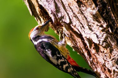 Ağaçtaki sevimli ağaçkakan. Orman doğa arka plan. Kuş: Orta Benekli Ağaçkakan 