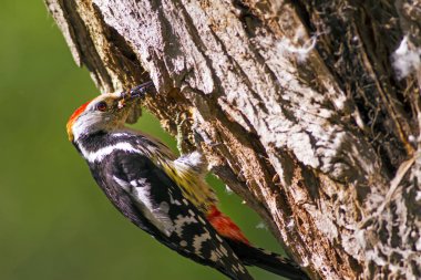 Ağaçtaki sevimli ağaçkakan. Orman doğa arka plan. Kuş: Orta Benekli Ağaçkakan 