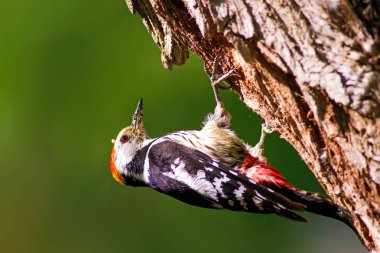 Ağaçtaki sevimli ağaçkakan. Orman doğa arka plan. Kuş: Orta Benekli Ağaçkakan 