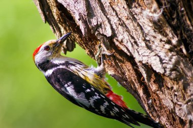 Ağaçtaki sevimli ağaçkakan. Orman doğa arka plan. Kuş: Orta Benekli Ağaçkakan 