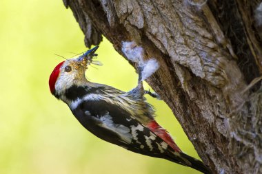 Ağaçtaki sevimli ağaçkakan. Orman doğa arka plan. Kuş: Orta Benekli Ağaçkakan 